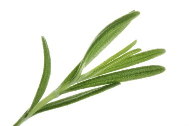 Beyaz arka planda izole biberiye closeup