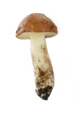 Beyaz arka plan üzerinde izole tek mantar