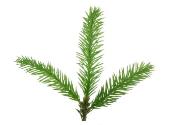 Beyaz arkaplanda köknar ağacı dalı izole