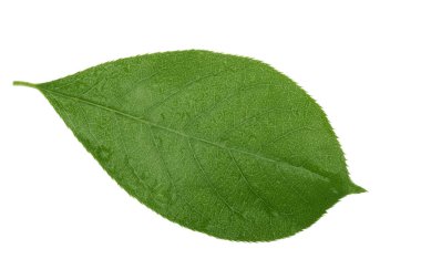 Beyaz arka planda yalıtılmış yeşilin yakın çekimi 