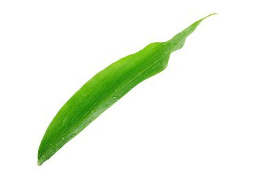 Yaprak Beyaz arka plan üzerinde izole zencefil