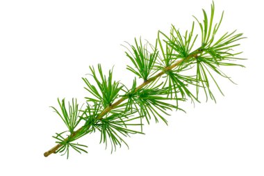 Beyaz arkaplanda köknar ağacı dalı izole