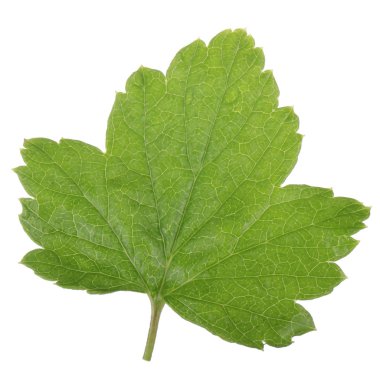 Beyaz arka plan üzerinde izole yeşil Frenk üzümü yaprağı