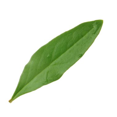 Beyaz arka planda izole edilmiş nar yaprağının yakınçekimi 