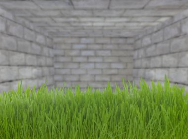 Duvar arka planında yeşil çimlerin kapatılması 