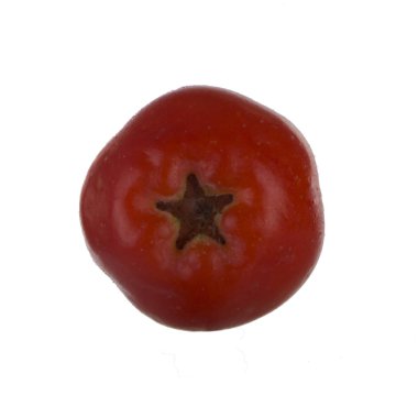 Beyaz arkaplanda kırmızı Ashberry izole edildi