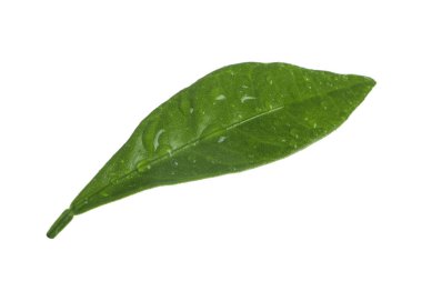 Beyaz arka plan üzerinde izole cumquat yaprağı closeup