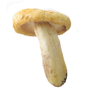 Beyaz arka plan üzerinde izole tek mantar