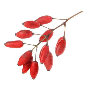 Beyaz arka planda izole edilmiş böğürtlenin yakın çekimi 