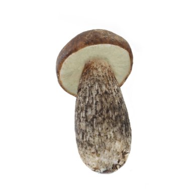 Beyaz arka plan üzerinde izole tek mantar