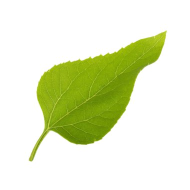 Beyaz arka planda izole ayçiçeği yaprağı yakın çekim 