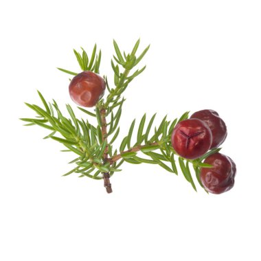 Beyaz arka planda izole ardıç yakın çekim