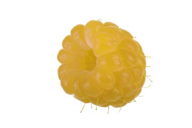 Beyaz arka plan üzerinde izole sarı ahududu