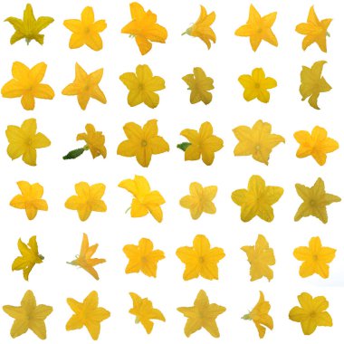 Beyaz arka plan üzerinde izole sarı salatalık çiçekler