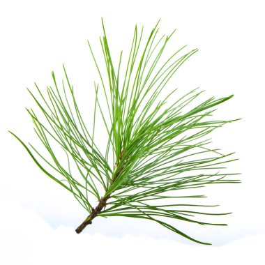 Beyaz arkaplanda köknar ağacı dalı izole