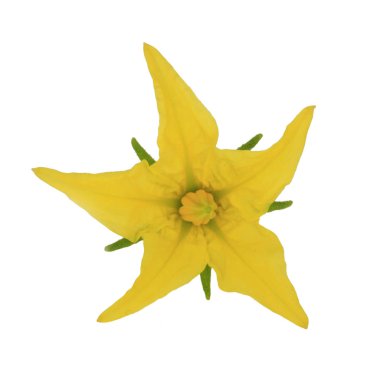 Beyaz üzerinde izole domates çiçek closeup 