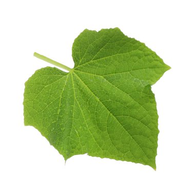 Beyaz arkaplanda yeşil salatalık yaprağı izole