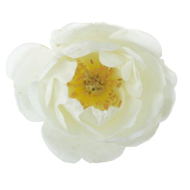 Beyaz arka plan üzerinde izole köpek gül çiçek closeup