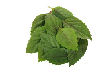 Fesleğen yaprakları beyaz arkaplanda izole