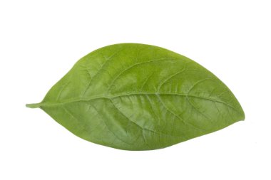 Beyaz arka plan üzerinde izole taze avokado yaprak yeşil