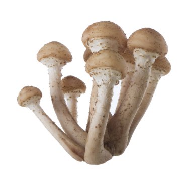 Beyaz arka plan üzerinde izole olgun ham mantar