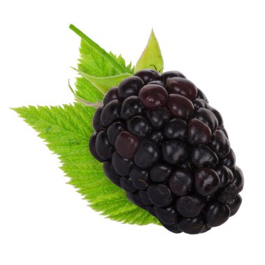 olgun böğürtlen beyaz arkaplanda izole