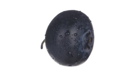 Beyaz arka planda izole yaban mersini yakın çekim 