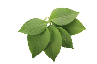 Fesleğen yaprakları beyaz arkaplanda izole