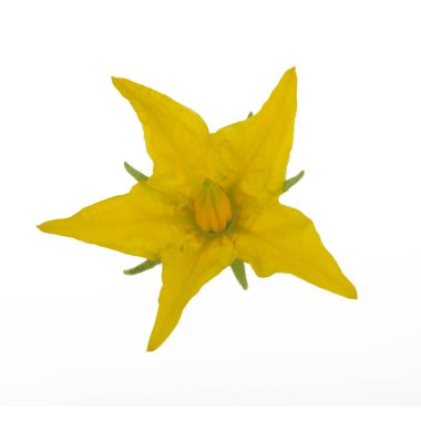 çiçek beyaz arka plan üzerinde izole karpuz