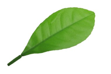 Beyaz arka planda yalıtılmış yeşilin yakın çekimi 