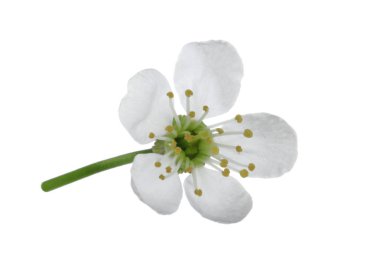 Beyaz arka planda izole kiraz çiçeği yakın çekim 