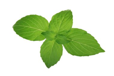 Fesleğen yaprakları beyaz arkaplanda izole