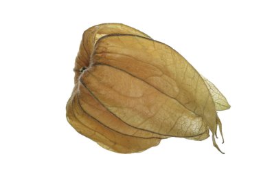 taze physalis beyaz arka plan üzerinde izole