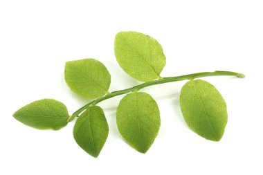 Yeşil bilberry izole üzerinde beyaz arka plan bırakır