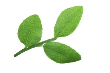 Yeşil bilberry izole üzerinde beyaz arka plan bırakır