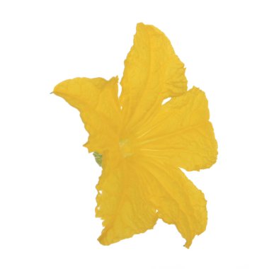 Beyaz arka plan üzerinde izole sarı salatalık çiçek