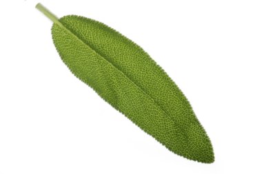 Yeşil yaprak üzerinde beyaz izole closeup 