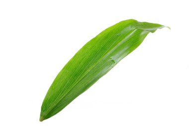 Yaprak Beyaz arka plan üzerinde izole zencefil