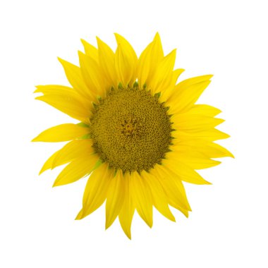 Beyaz arka plan üzerinde izole ayçiçeği closeup 