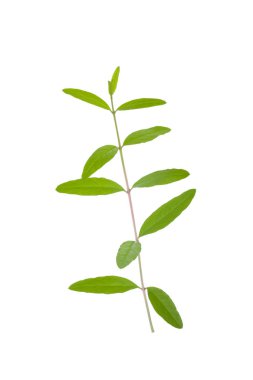 Beyaz arka planda izole edilmiş nar yaprağının yakınçekimi 