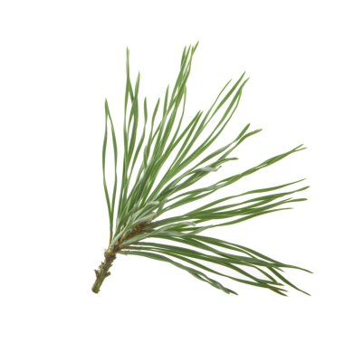 Beyaz arkaplanda köknar ağacı dalı izole