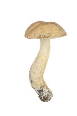 Beyaz arka plan üzerinde izole tek mantar