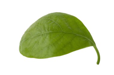 Beyaz arka plan üzerinde izole taze avokado yaprak yeşil