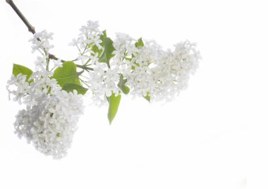 Beyaz üzerinde izole lila closeup 