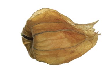 taze physalis beyaz arka plan üzerinde izole