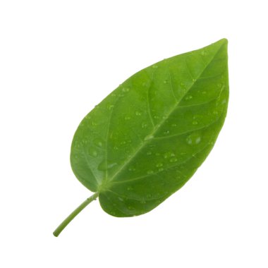 Beyaz arka planda yalıtılmış yeşilin yakın çekimi 