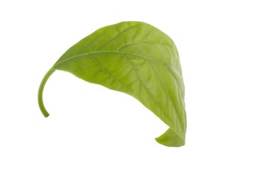 Beyaz arka plan üzerinde izole taze avokado yaprak yeşil