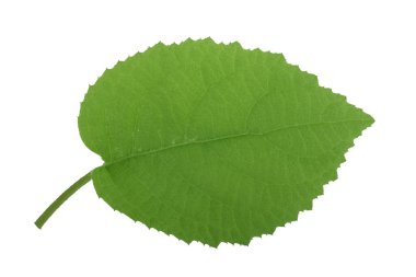 Beyaz arka planda yalıtılmış yeşilin yakın çekimi 