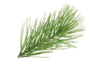 Beyaz arkaplanda köknar ağacı dalı izole