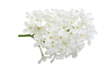 Beyaz üzerinde izole lila closeup 